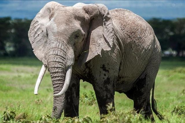 Settlements, construction threaten Bangladesh's wild elephants with extinction