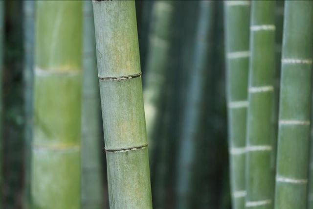 Bamboo economy helps Zimbabwean farmers to earn living