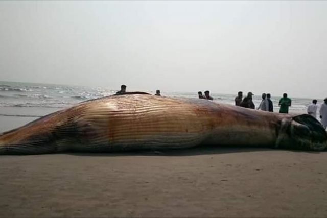 Bangladeshi shores see unceasing deaths of giant whales, dolphins