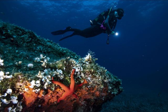14% of world's coral reefs wiped out over decade, study reveals