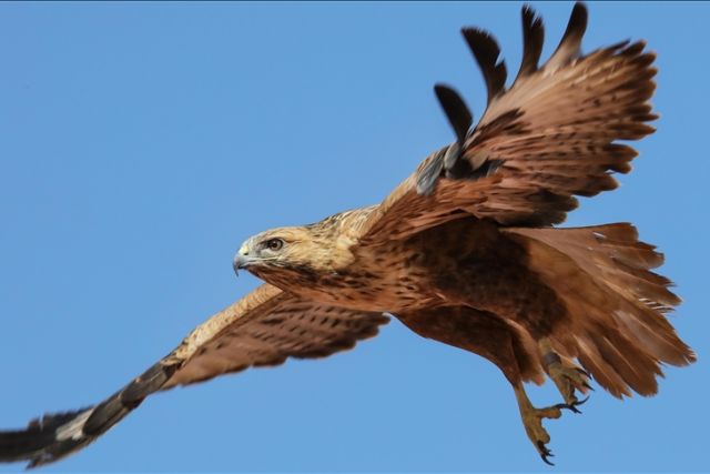 Migratory bird of prey’s journey covers 2 continents, 13 countries