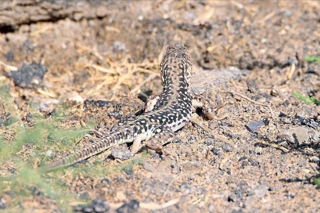 Rare steppe-runner lizard lives in challenging terrain of eastern Turkey