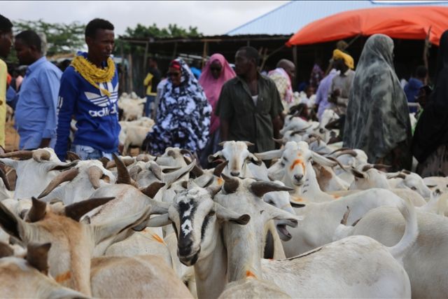Somalia, UN launch national livestock support treatment campaign