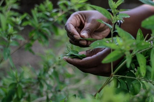 High costs, unavailability of medicine, turn Ugandans to herbal cures