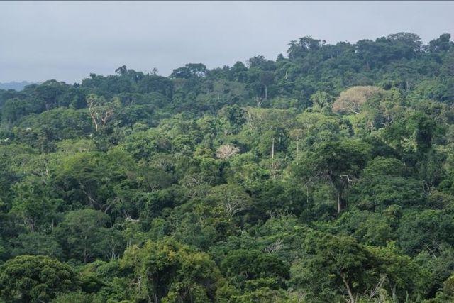 Distribution of plants: 6 floral kingdoms across world