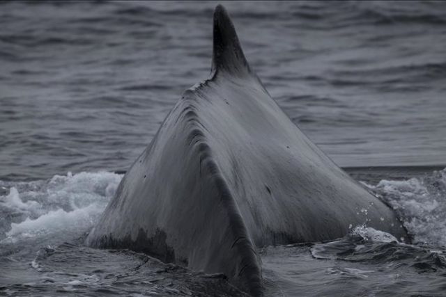 Fin whale with severe scoliosis spotted off coast of Valencia