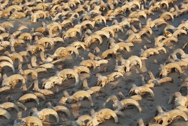 Egypt discovers 2,000 mummified ram heads in ancient temple