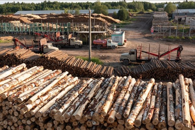 Russian timber holding company implements principles of intensive model of sustainable forest management