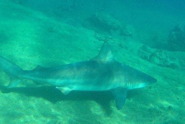 Animal rights group to sue French restaurant for allegedly exploiting endangered species of shark