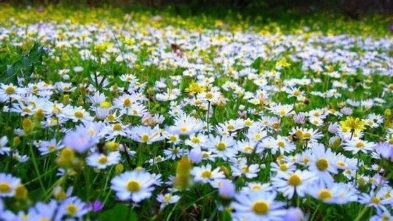 2025 Cemre düşüşü: Baharın müjdecisi ne zaman gelecek?