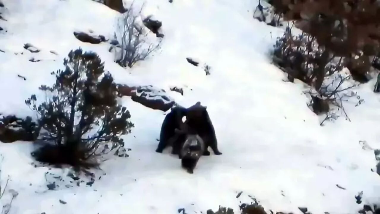 Anne ayı ve yavruları neşeyle karlar üzerinde oynuyor