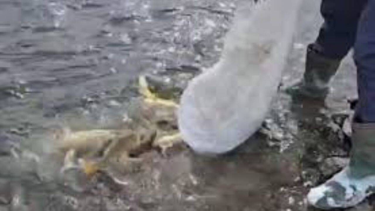 Aras Nehri'nde balık ölümleri artıyor