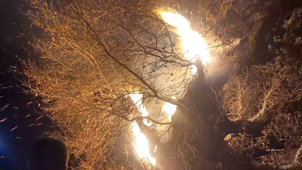 Bingöl'de 800 yıllık meşe ağacı yangında kül oldu