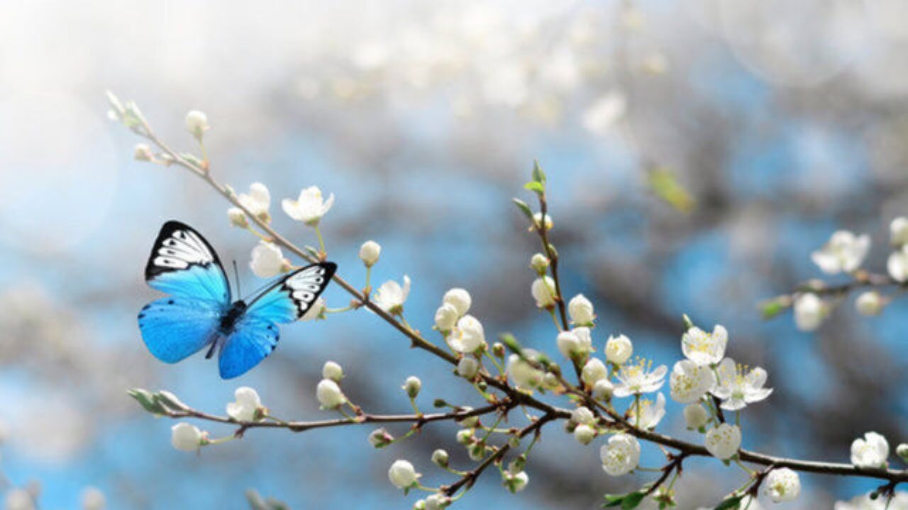 Cemreler düşmeye başladı mı?