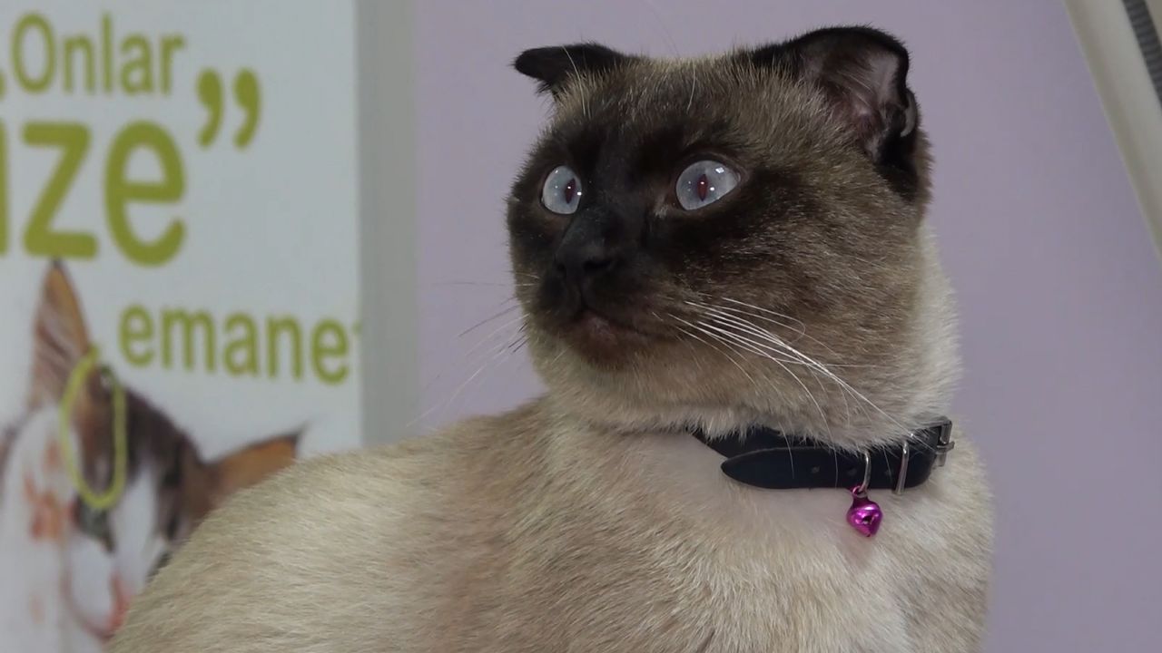 Kedi ve köpek sahiplerine ceza uyarısı