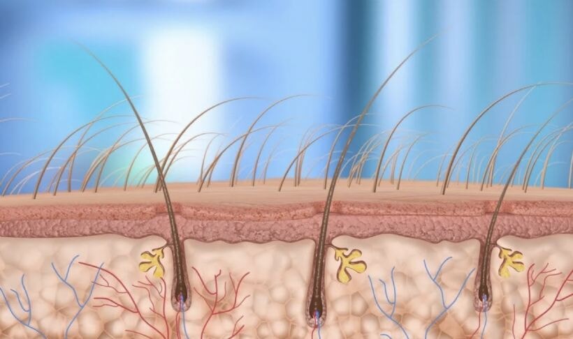 Kıl köklerini zayıflatan doğal yağlar hangileri? Kıl kökü neden sertleşir, bitkisel yağlar kıl köklerini tamamen bitirir mi?