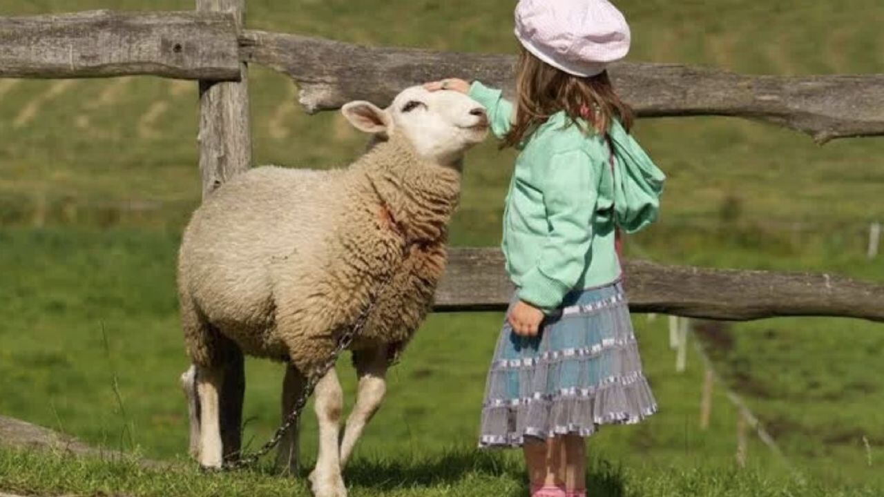 Kurban Bayramı Ne Zaman Başlıyor, Kaç Gün Sürecek? 2025 Kurban Bayramı Takvimi ve Kurban İbadetleri