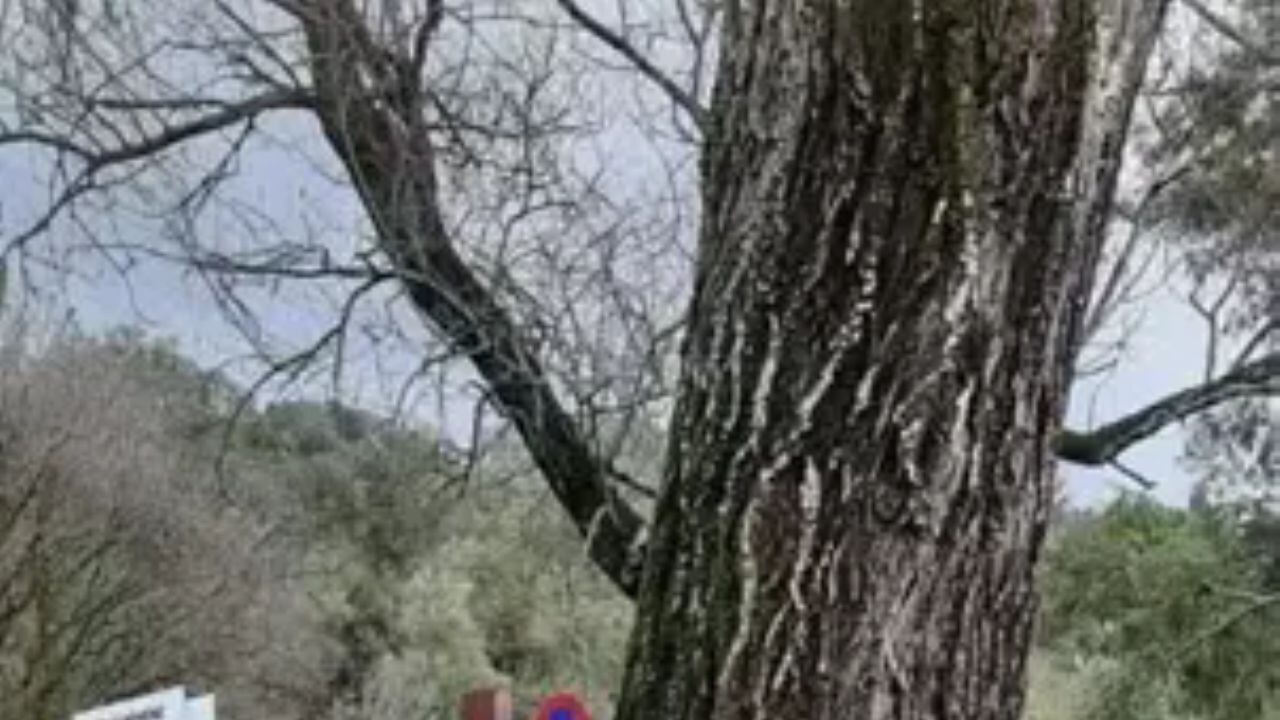 Miras kavgası gerçek babayı ortaya çıkardı! Katili tarafından öldürülmüş