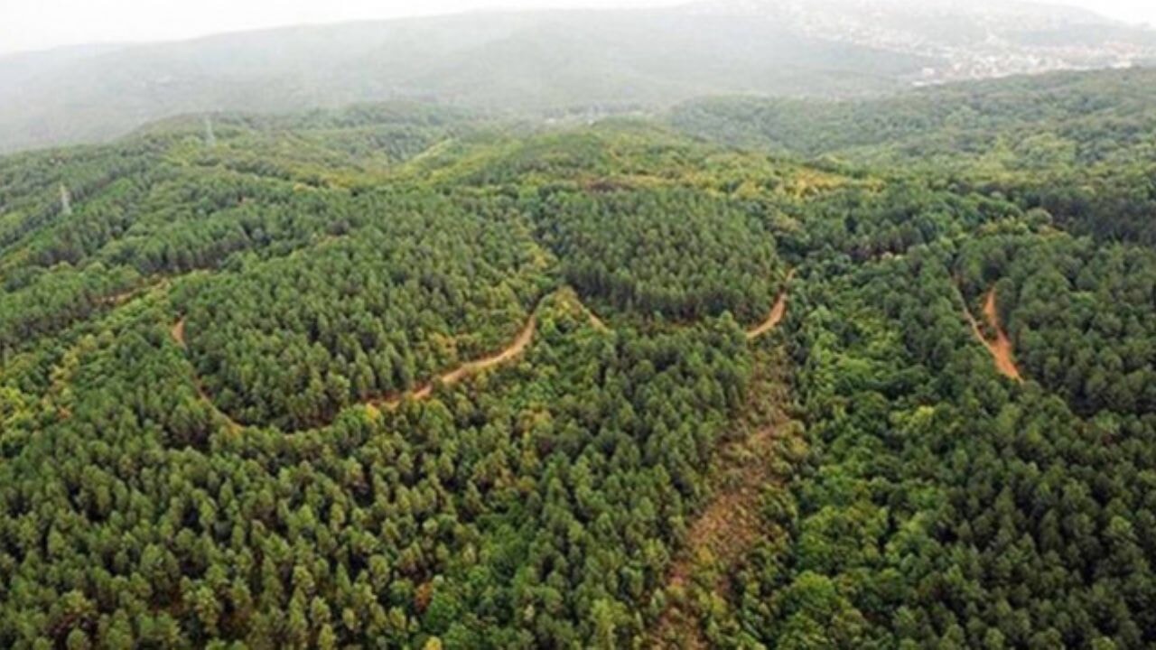 Adana'da ormanlara giriş yasaklandı! İşte tarih ve detaylar