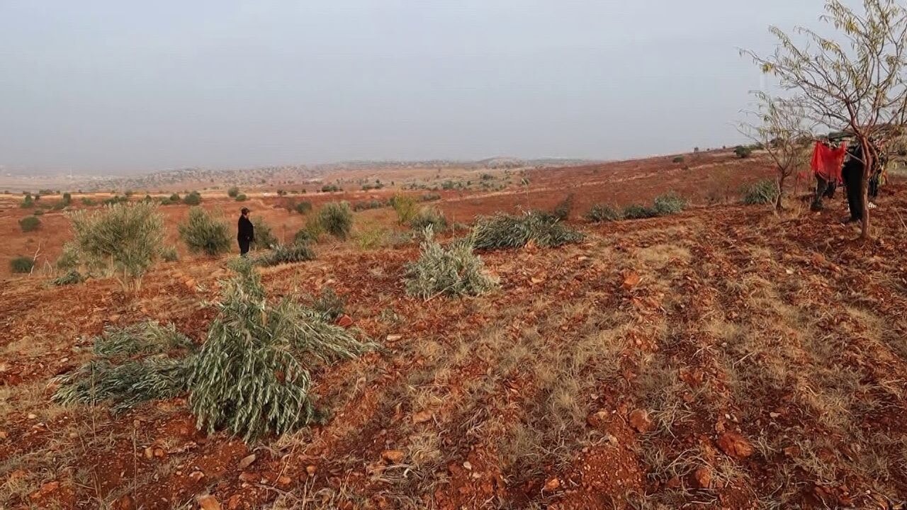 Adıyaman'da 10 bin ağaç kırılarak yok edildi