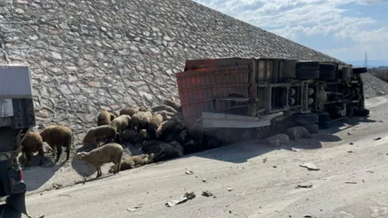 Afyonkarahisar'da dehşet! Hayvan taşıyan kamyon devrildi