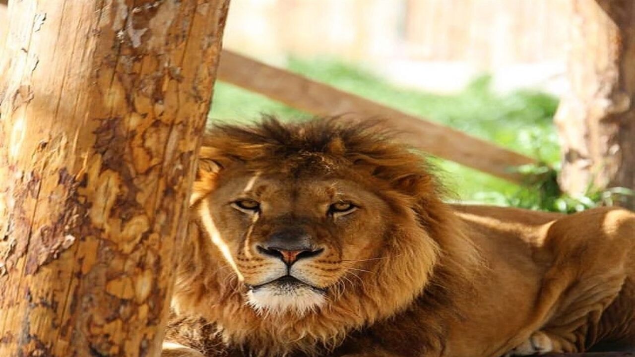 Antalya, kaçan aslanı arıyor! 1 kişi ağır yaralandı