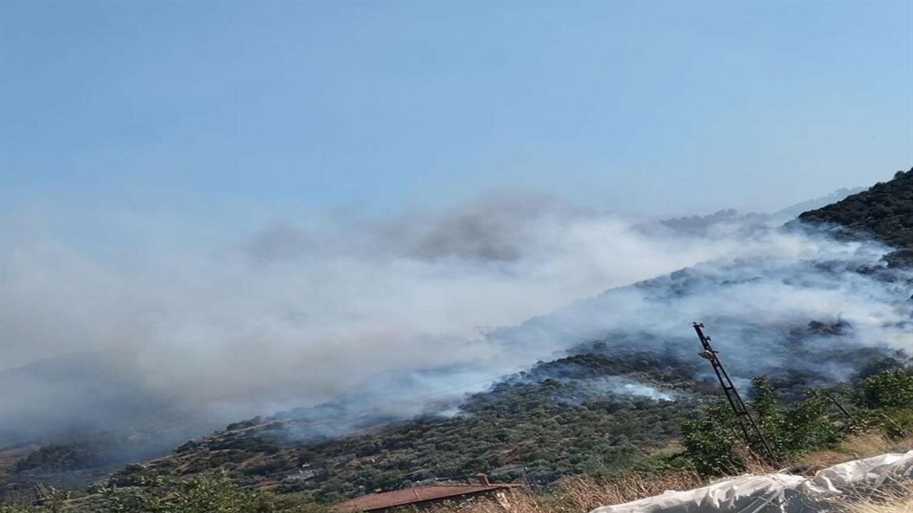 Aydın'da orman yangını