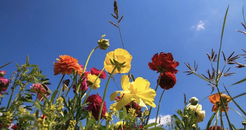 Cemre ne zaman düşüyor 2025? İlk cemre havaya mı düşecek?