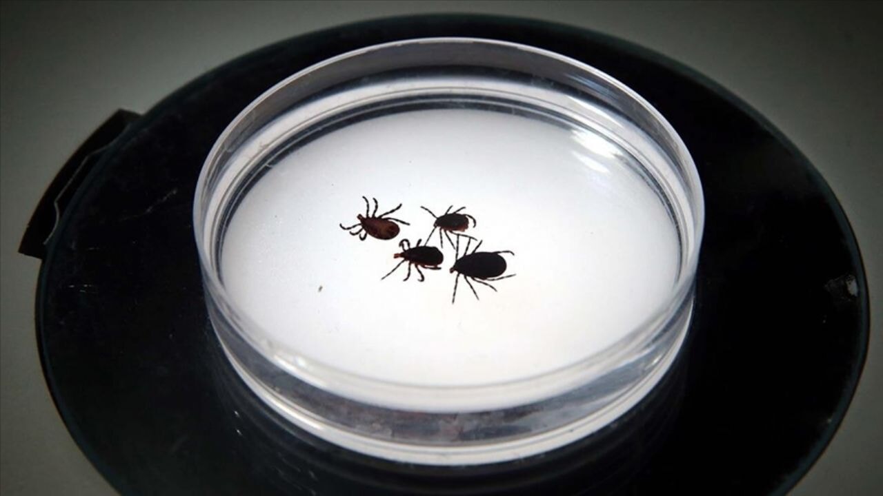 Çin menşeli istilacı kene Tokat'ta bulundu: 30'dan fazla hastalık taşıyor