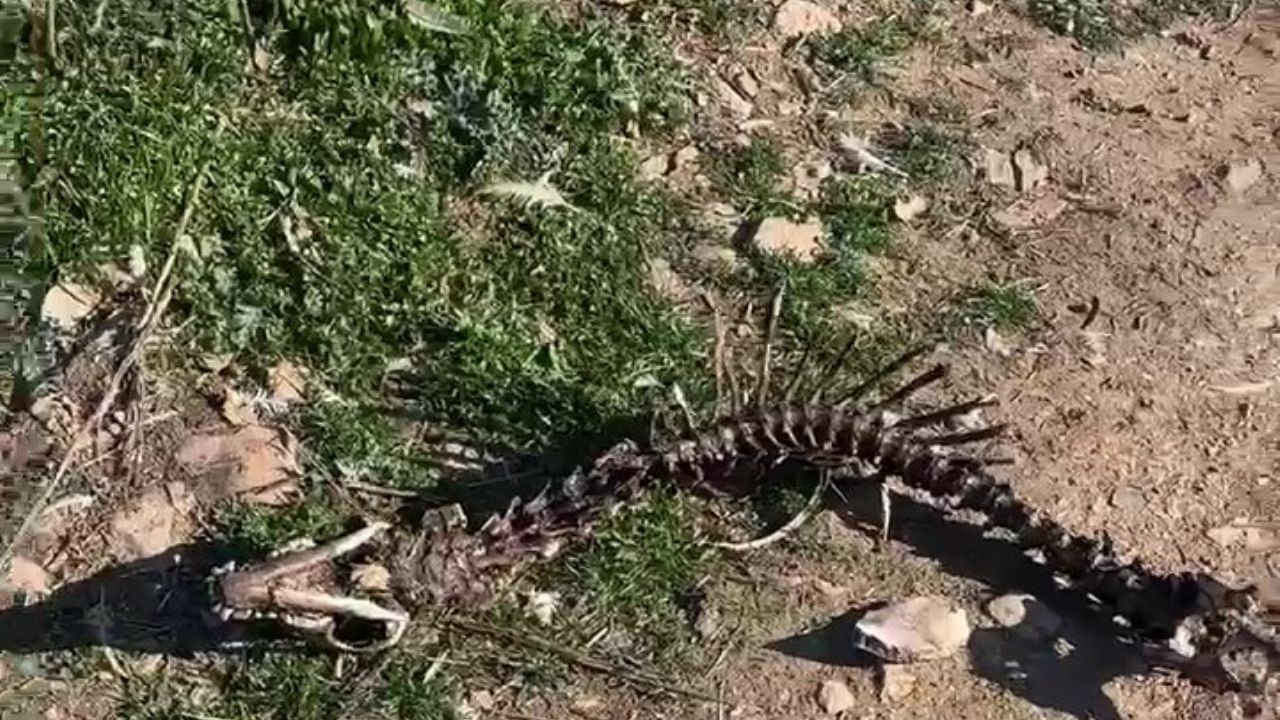 Çok para toplanmıştı: Köpeklerin açlıktan birbirlerini yedikleri ortaya çıktı!