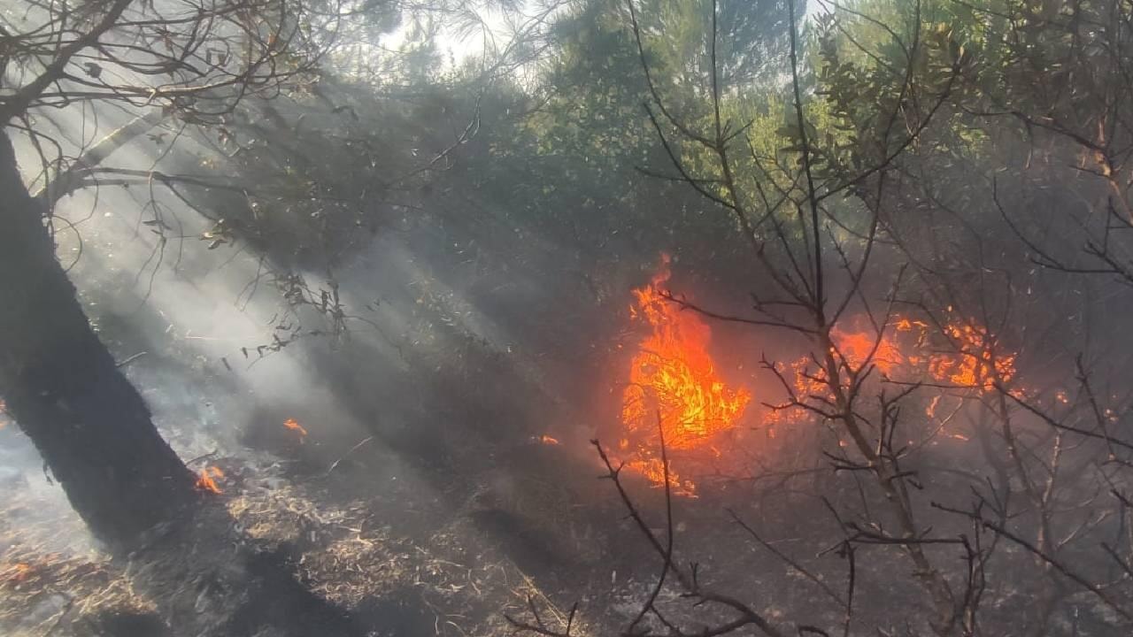 DMM'den 'ormanlar talan edildi' iddiasına cevap