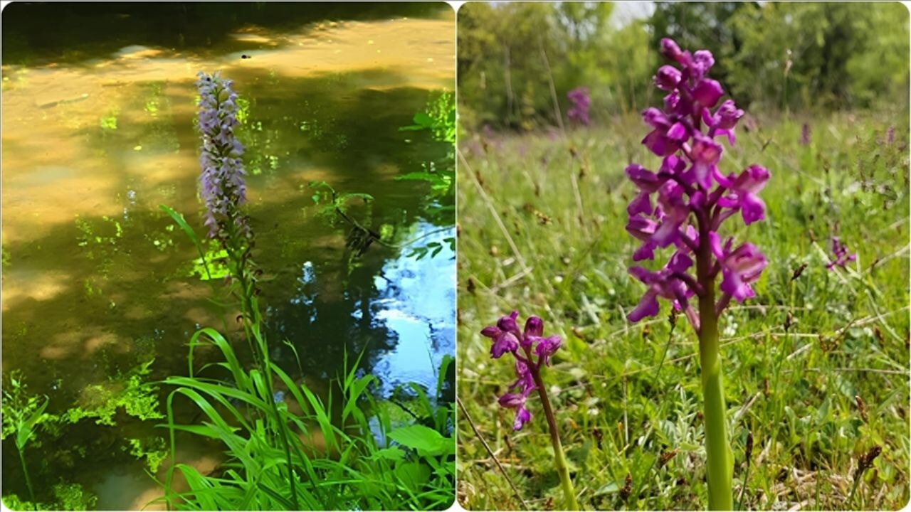 Faili meçhul cinayetlerin çözülmesinde kullanılan bitkiler