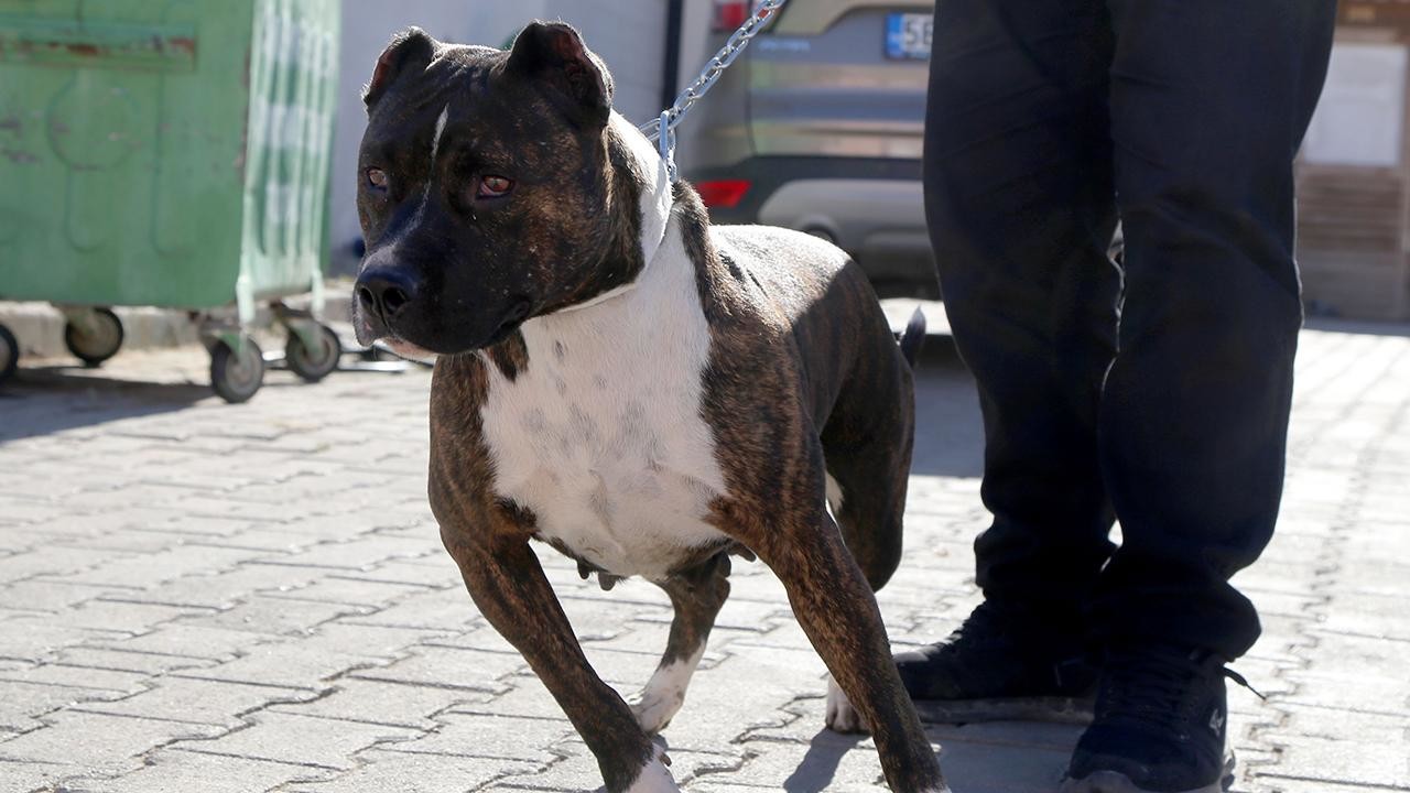 Hayvanseverlere müjde! Yönetmelik değişti; dikkat çeken 10 madde