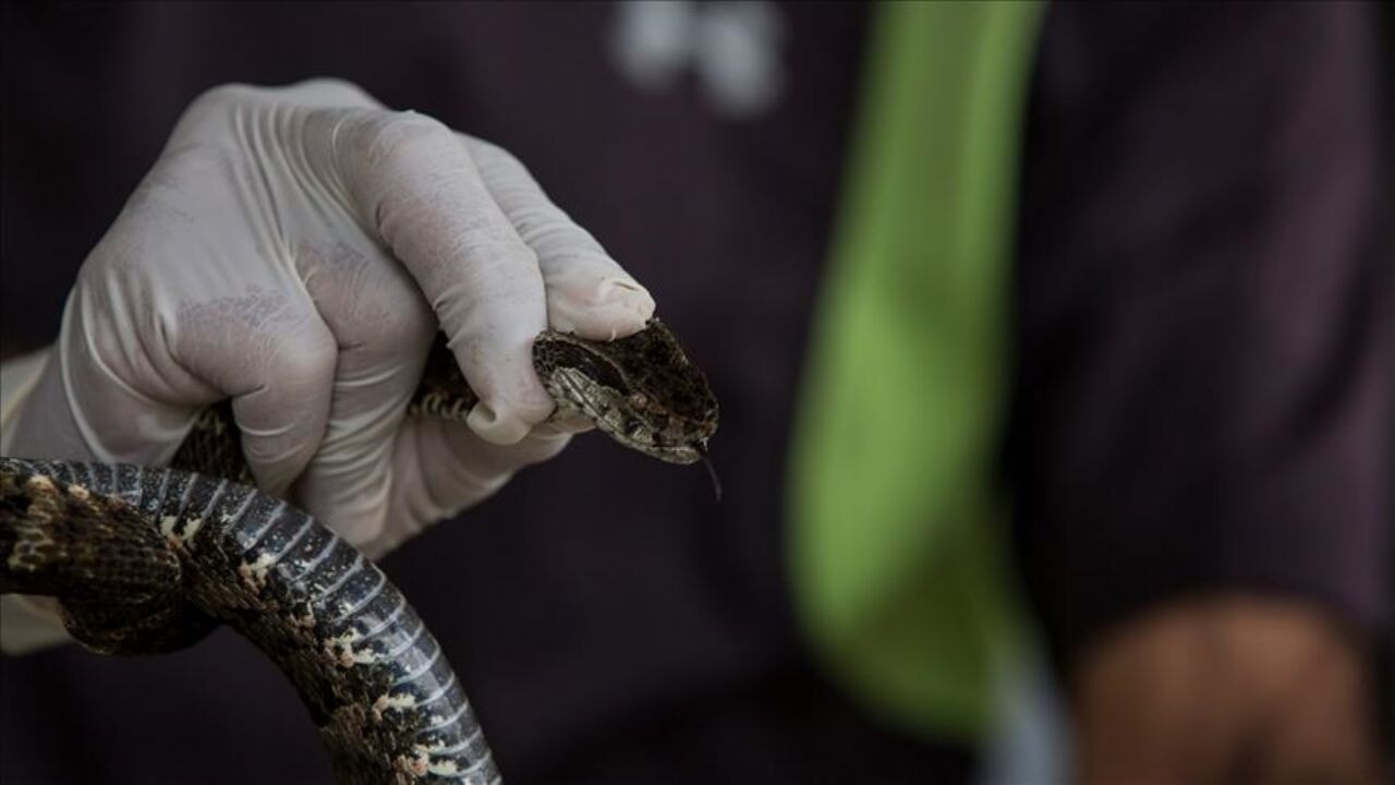 İstanbul'da yazla birlikte yılanlar ortaya çıktı: Ne yapmalı?