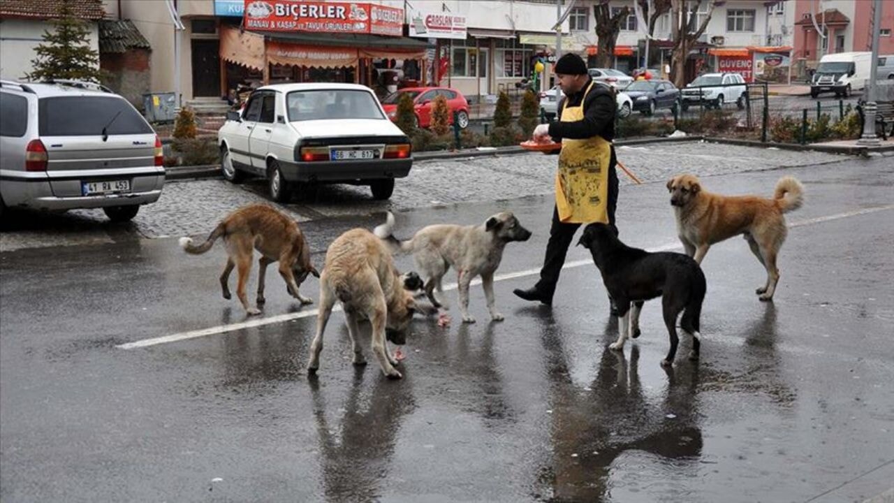 İstanbul Valiliği'nden başıboş köpeklerle ilgili yeni genelge