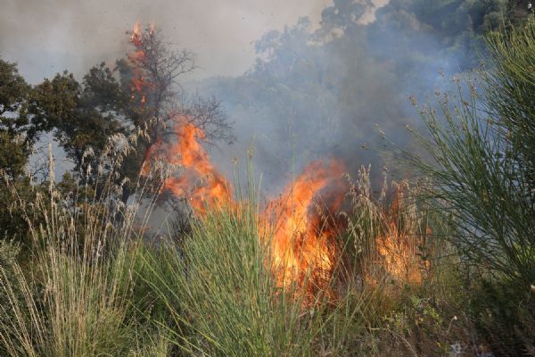 İzmir'de orman yangınının 'kaynakçı' faili tutuklandı