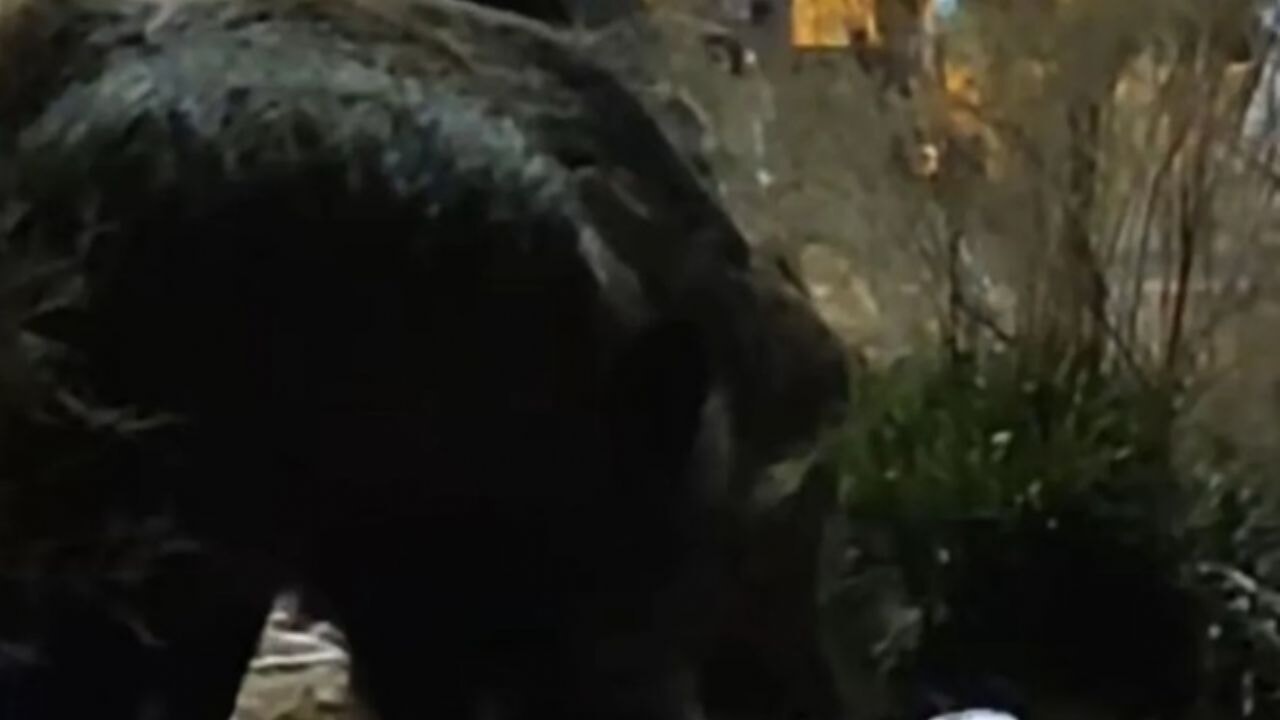 İzmir Sokakları Domuzlara Kaldı: Vatandaş Can Güvenliğinden Endişeli