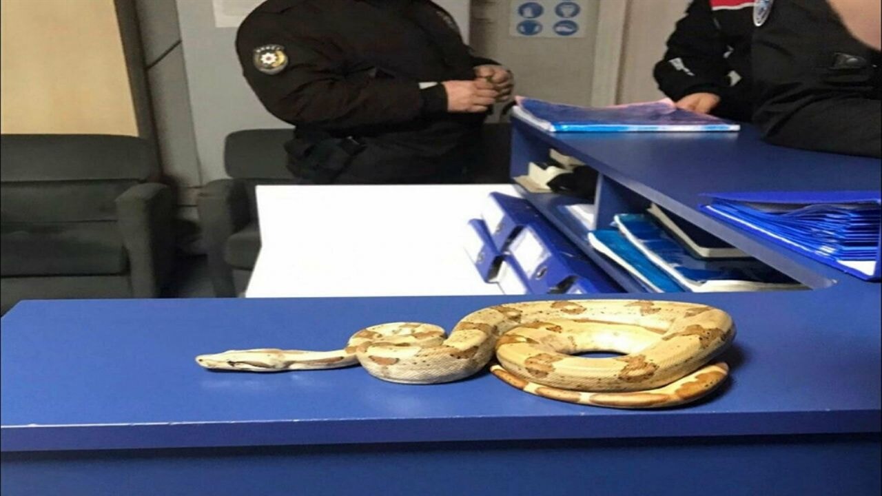 Kafeye mısır yılanı ile gitti; cezayı yedi