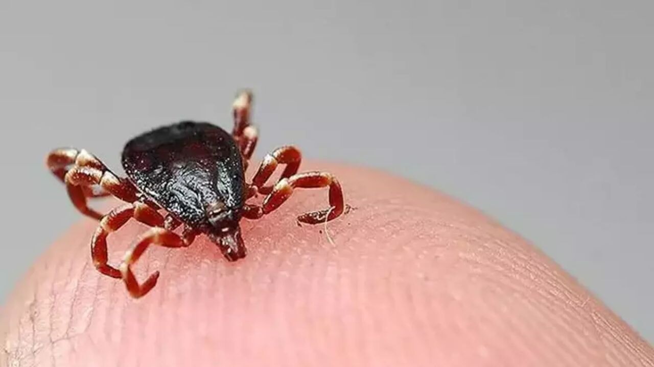 Kene dehşeti geri döndü!