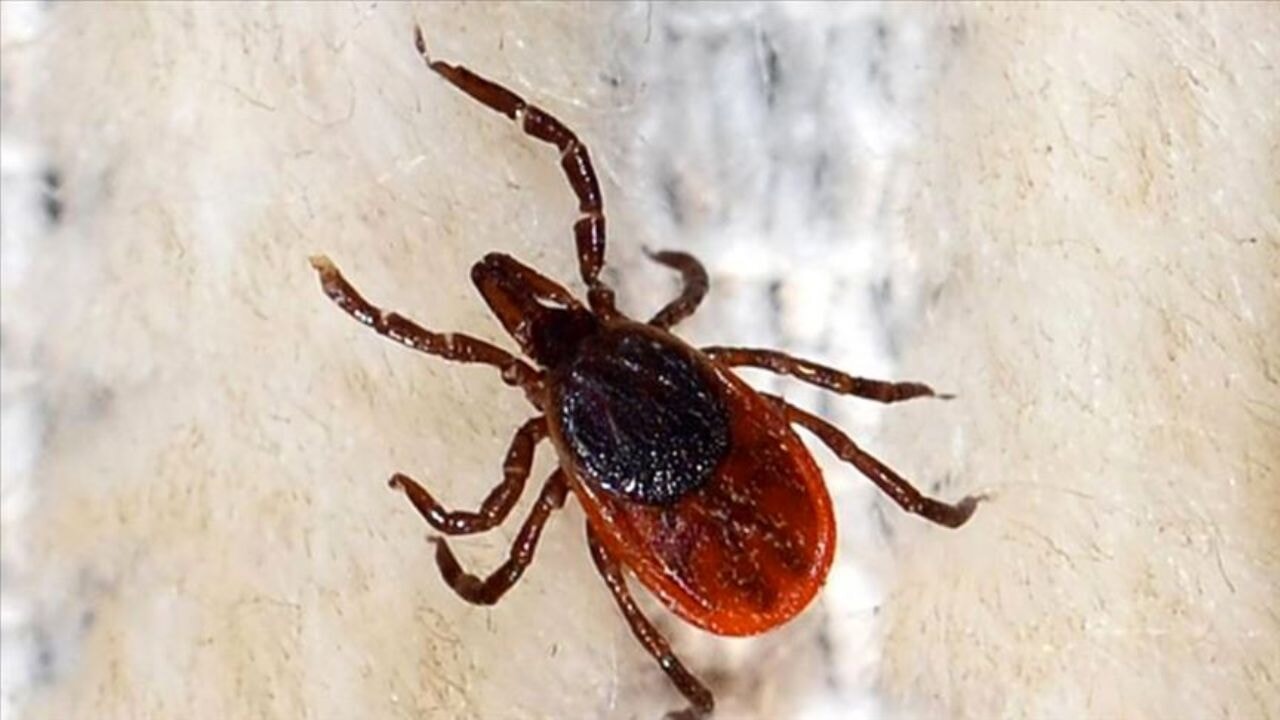 Keneler Kan Grubu Ayrımı Yapıyor mu?