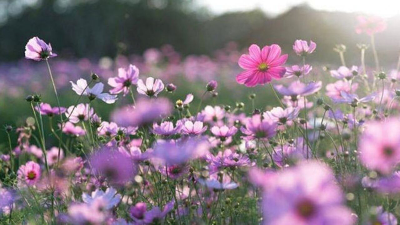 Kışın sonu geldi: Cemre tarihleri açıklandı mı?