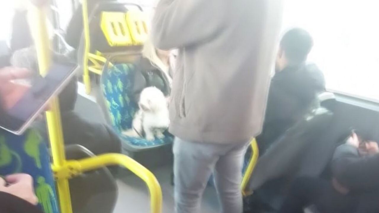 Köpek koltukta, insanlar ayakta!