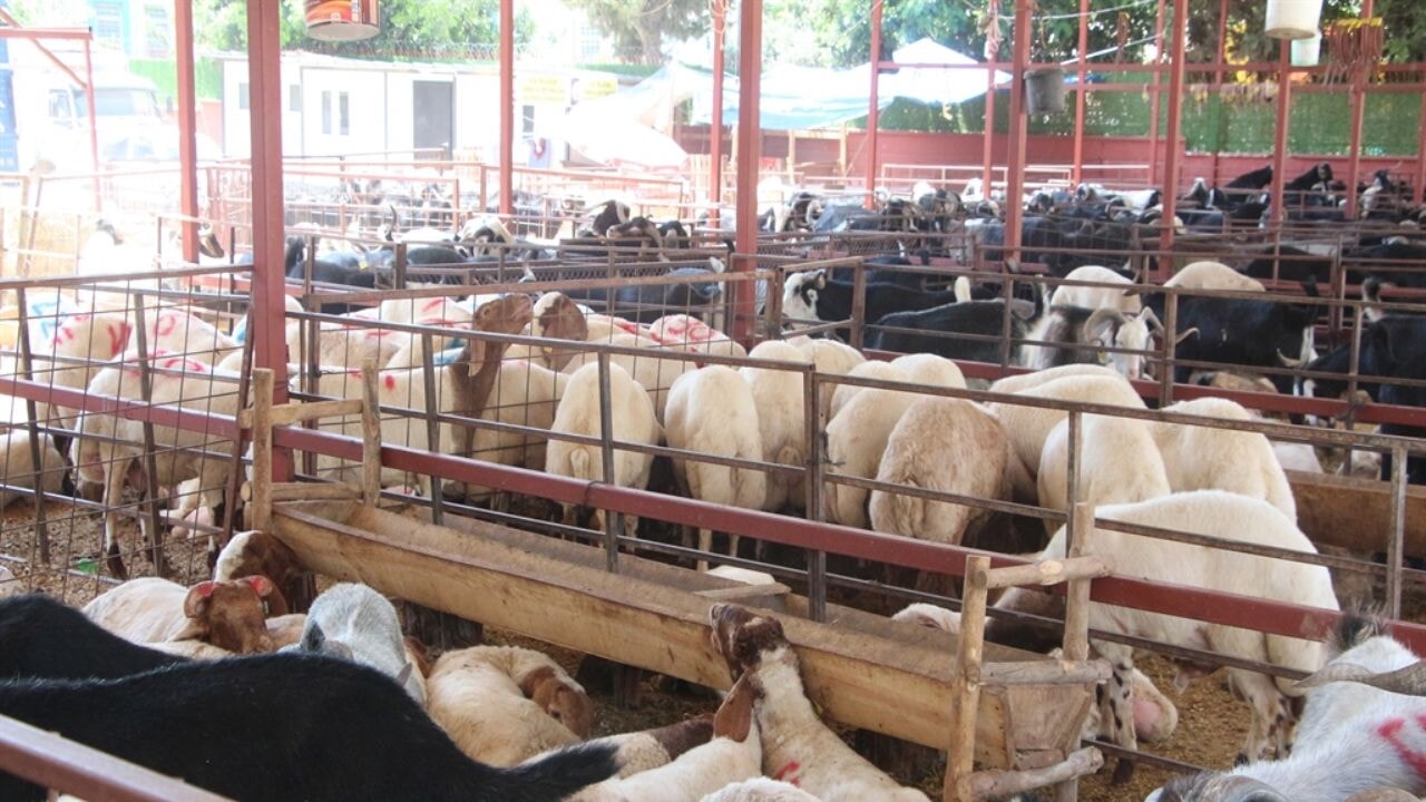 Kurban eti nasıl tüketilir? Uzman isimden önemli uyarılar