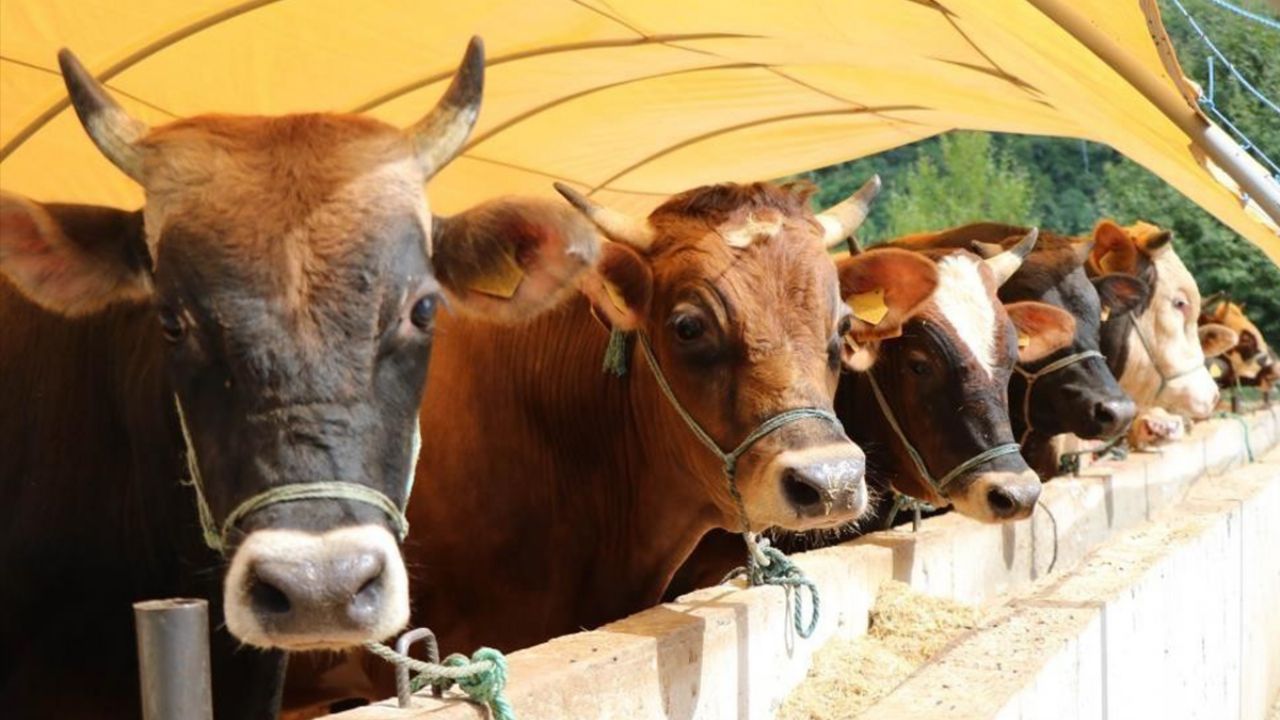 Kurban vekalet ücretleri belli oldu