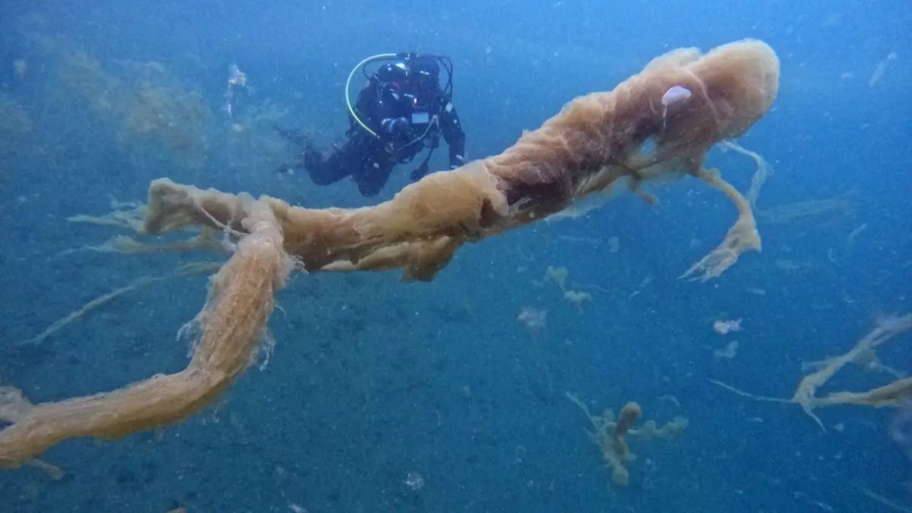 Marmara Denizi'nde müsilaj sorunu tekrar başladı