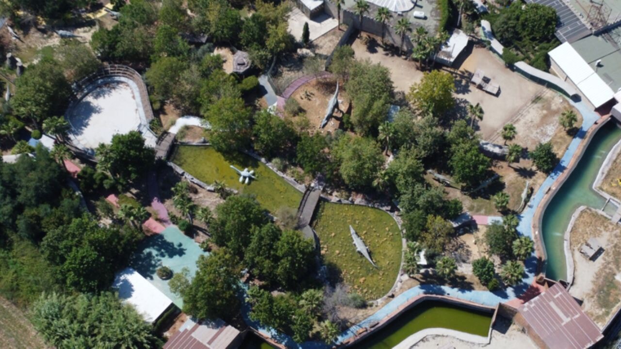 Mersin'de bir kişiyi yaralayan aslan vurularak öldürüldü