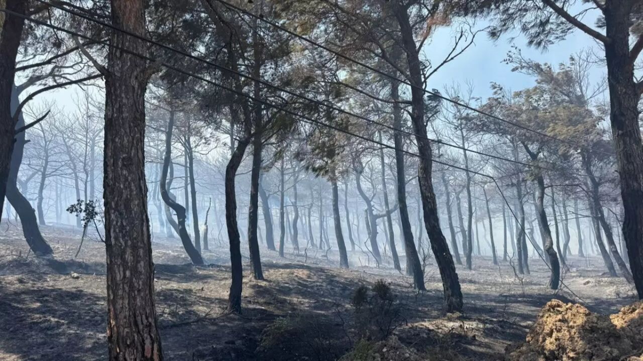 Orman yangınlarında hayvan kurtarmada en önemli ilk adımlar