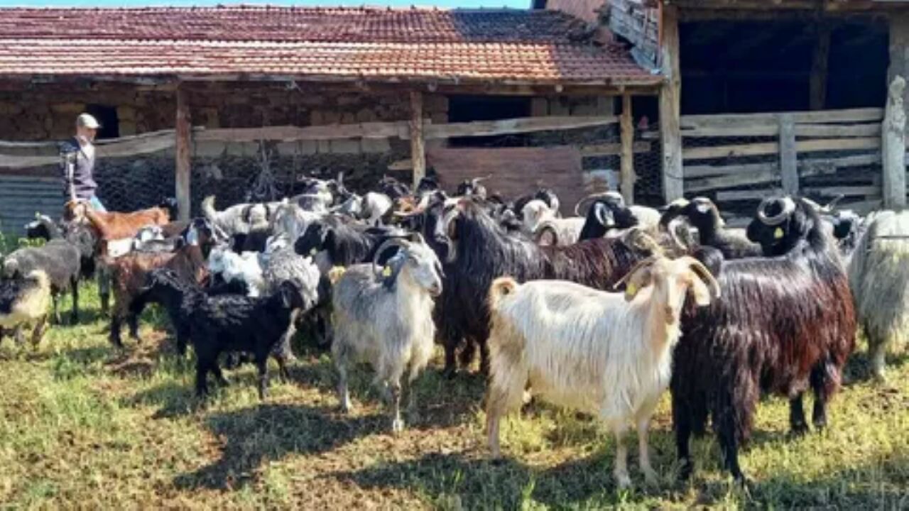Şırnak Boyuncuk köyünde yıldırım paniği: 95 hayvan telef oldu
