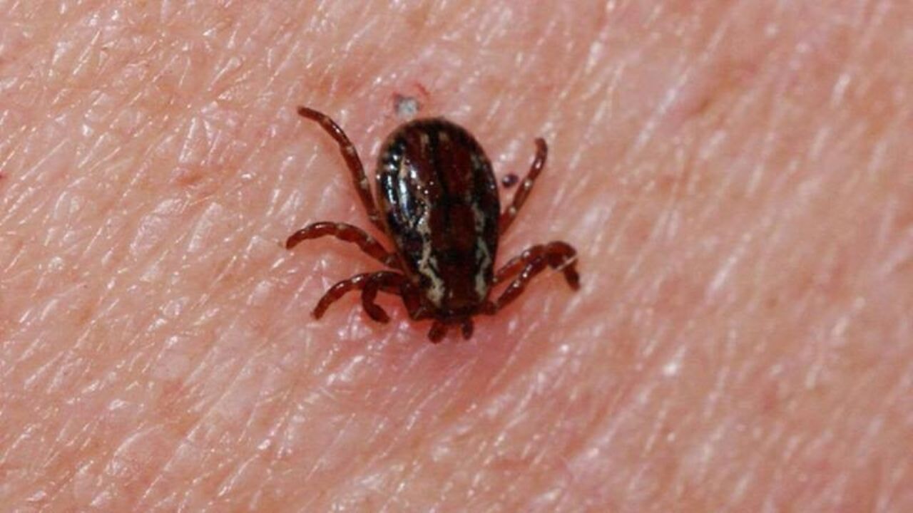 Sivas'ta kene alarmı: Aynı gün iki ölüm birden yaşandı