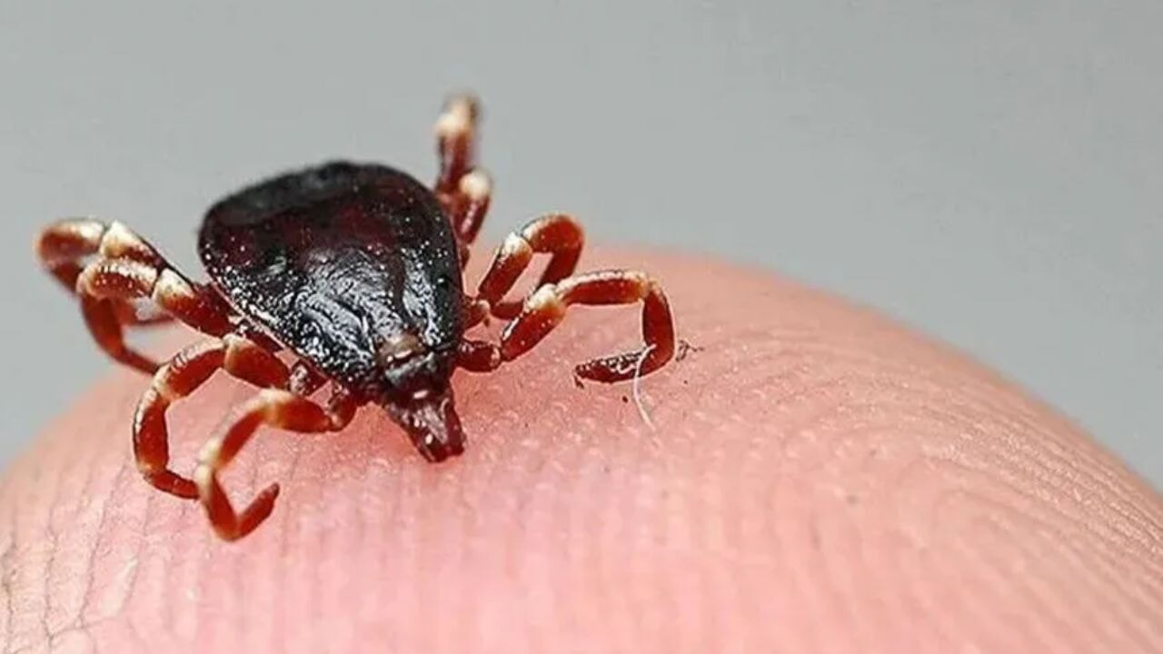 Sivas'ta kene ısırdı, genç fert kurtarılamadı